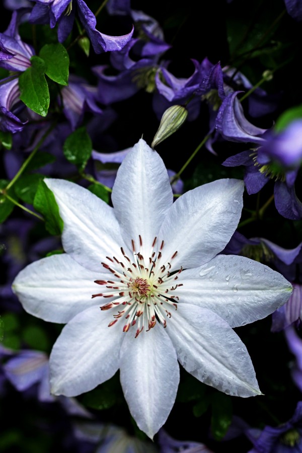 White Clematis Surrounded By Purple Clematis I by Deb Oppermann